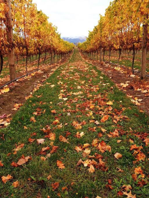 Ddog Vineyard & Bnb Renwick Экстерьер фото