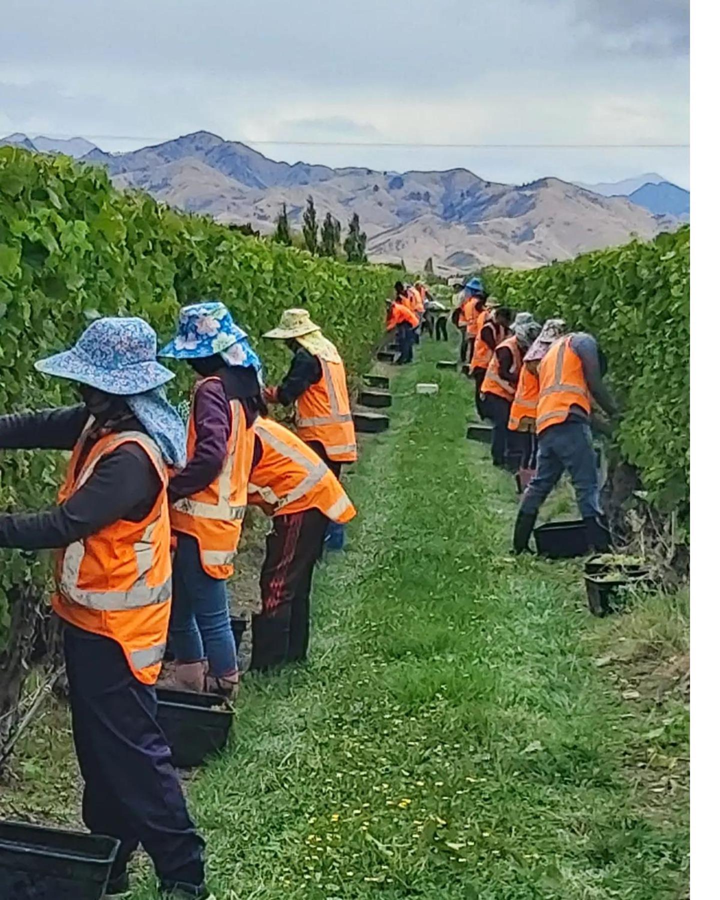 Ddog Vineyard & Bnb Renwick Экстерьер фото