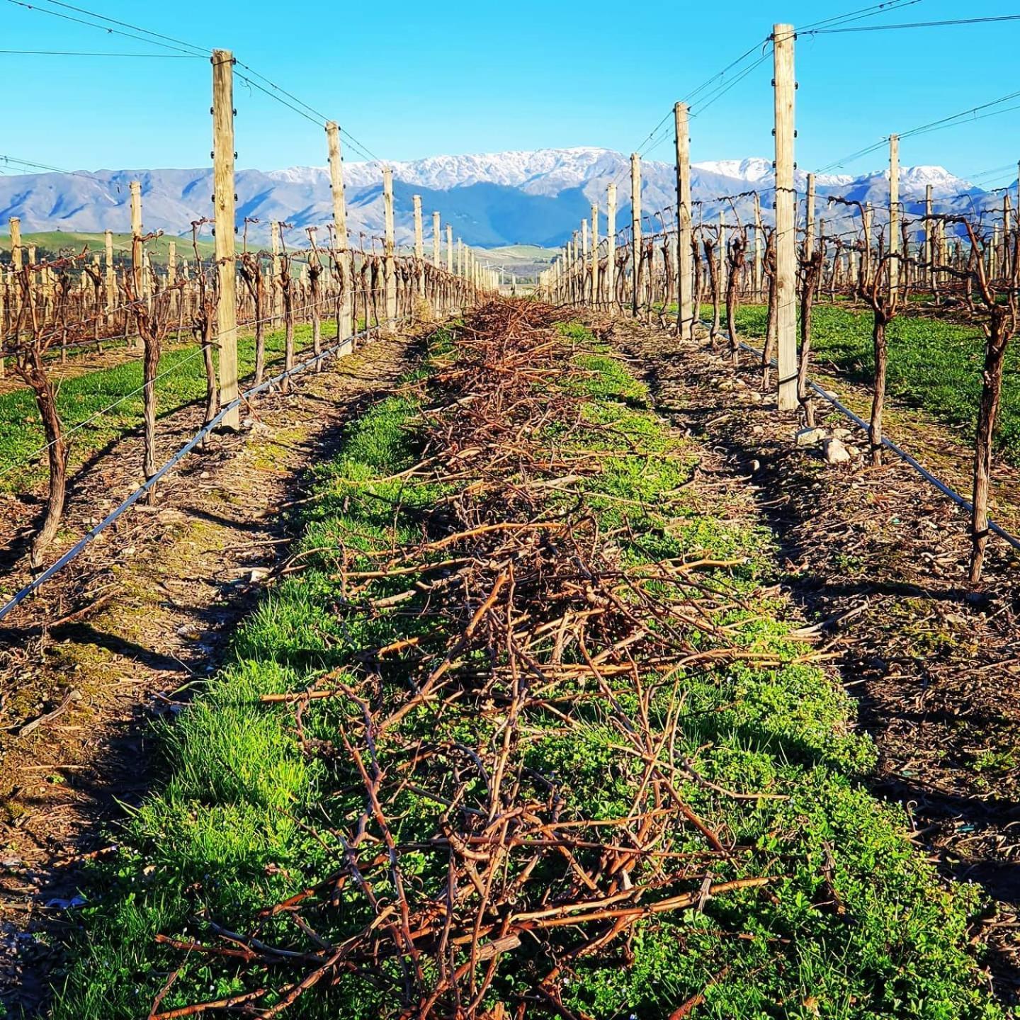 Ddog Vineyard & Bnb Renwick Экстерьер фото
