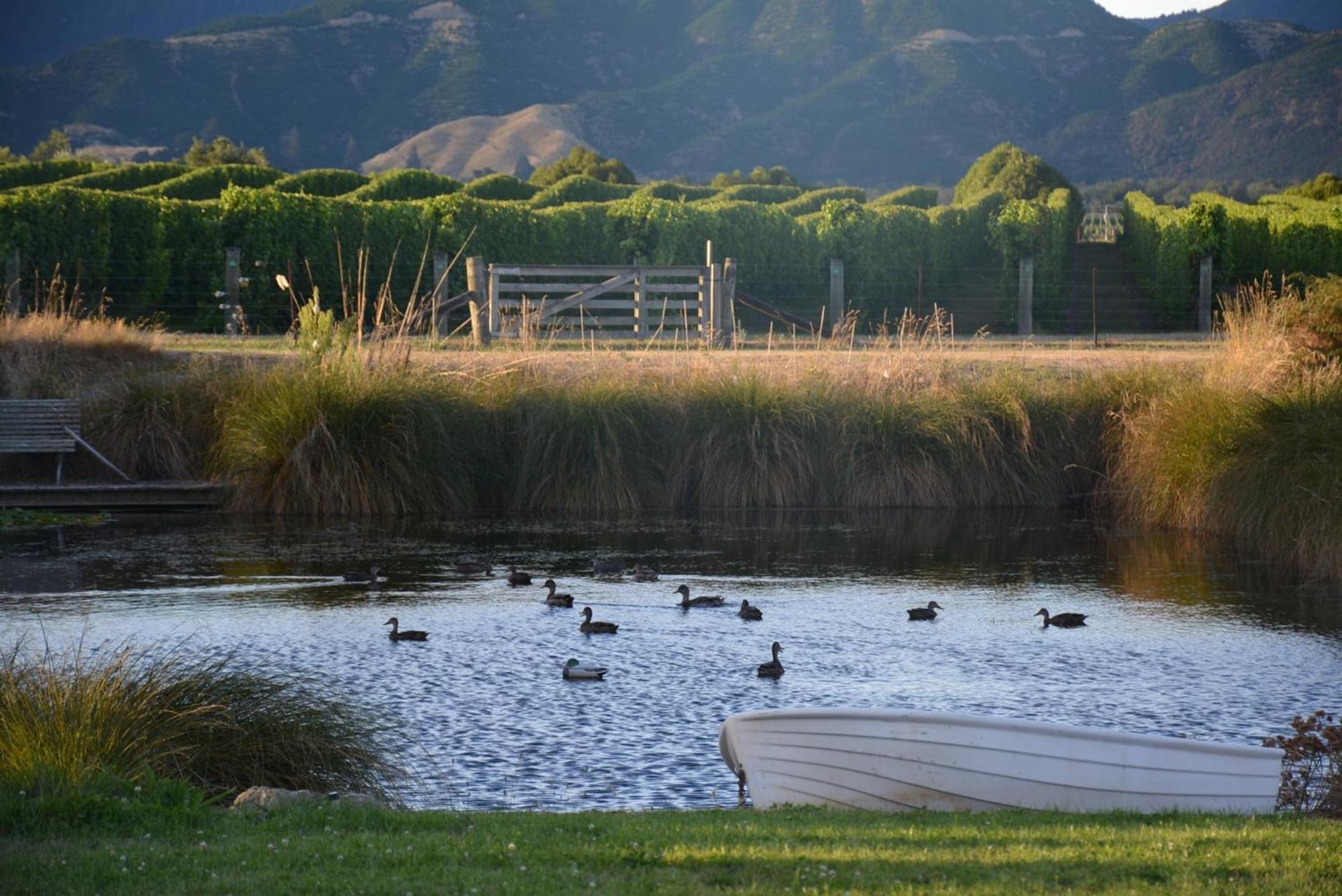 Ddog Vineyard & Bnb Renwick Экстерьер фото