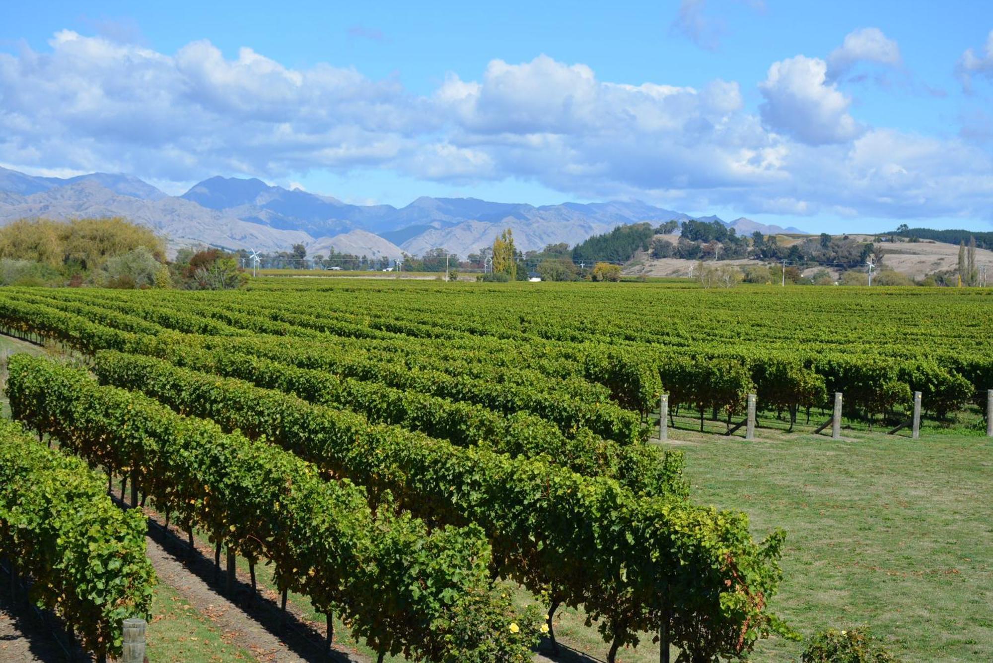 Ddog Vineyard & Bnb Renwick Экстерьер фото